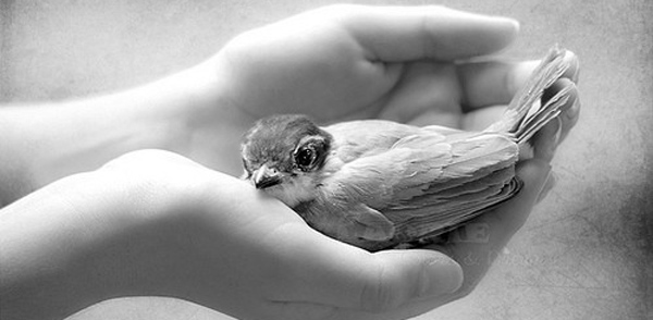bird_in_hand