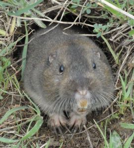 pocket-gopher_ano-nuevo-sp