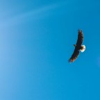 Those Jabbering Parrots