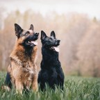 Do Dogs go to Heaven?