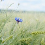 Glad Parents, Glad Life